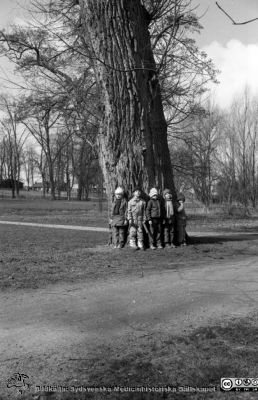 Lekande barn vid stort träd i St Lars-parken
Sjukhusfotograferna i Lund  Pärm S/V neg-84. 69, 84.  Parken, St Lars. Barn vid ett stort träd. Från negativ. 
Nyckelord: Lasarettet;Lund;St Lars;Universitetssjukhus;Park