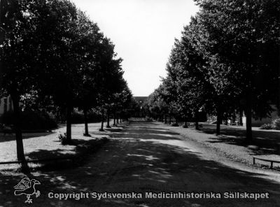 Den öst-västliga allén genom sjukhuset, med administrationsbyggnaden i fonden. Kanske på 1960-talet.
Vipeholm exteriört. Administrationsbyggnaden i fonden. Foto från öster. Alléträden har vuxit. Foto kanske på 1960-talet? Omonterat
Nyckelord: Vipeholm;Park;Administration;Kapsel 15;Foto;Omonterat;1960-talet