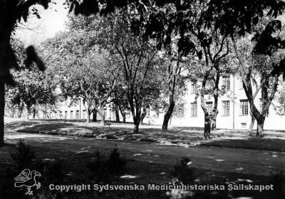 Trädplantering vid en paviljong
Vipeholm exteriört, alléträd. Foto rimligen i mitten på 1900-talet, omonterat
Nyckelord: Vipeholm;Vegetation;Park;Allé;Träd;Paviljong;Kapsel 15;Exteriört;Foto;Omonterat