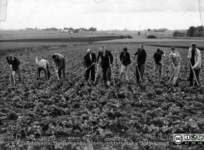 Patienter med skötare i ett betfält nära St Lars.
Från kapsel 20 med bilder från St Lars i Lund. Påskrift: "Bethackning. Foto copyright Skåne-Reportage Ola Terje.". Originalfoto c:a 1962. Ej monterat. 
Nyckelord: Kapsel 20;Lund;St Lars;Mentalsjukvård;Terapi;Sysselsättning