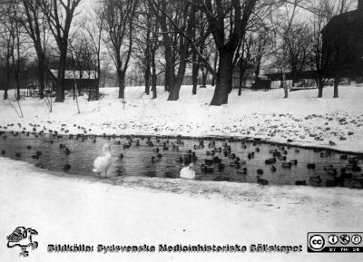 Höje å vid St lars
Kapsel 22 med bilder från St Lars i Lund. Påskrift: "Höjeå". Originalfoto med vykortstryck på baksidan, aldrig postbefordrat. Ej monterat
Nyckelord: Kapsel 22;St Lars;Lund;Park