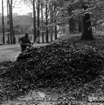 Trädgårdsarbete på Orup
Kapsel 23. Omärkt. Originalfoto. Monterat. I kuvert märkt "Förre maskinchefen Sten Andersson. Hela avd. 1986. Rolf Nilsson. Försörjningschef Kurt-L Färjh. Snickarna. Maskinpersonalen 1988. Trädgårdsmästarna. Beredskapsavdelningen i parken 1983 Orup. Parkvård AB 1994."
Nyckelord: Kapsel 23;Orup;Fastighet;Underhåll;Mark;Park;Service;1980-talet