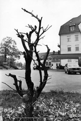 Kanske plantering vid entrén till Orups sjukhus
Kapsel 23. Omärkt bild från kapsel med bilder från Orup-Eslöv-Hörbys sjukvårdsdistrikt. Kanske från Orups sjukhus. Originalfoto. Ej monterat.
Nyckelord: Kapsel 23;Orup;Eslöv;Hörby;Park;Plantering;Exteriör