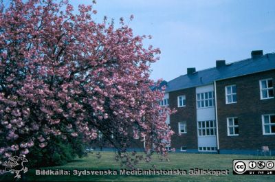 Vackert blommande stor buske vid Källby- eller Hunnerupshemmet på St Lars-området i Lund c:a 1985.
Foto Janis Priedits.
Nyckelord: St Lars;Exteriör;Park