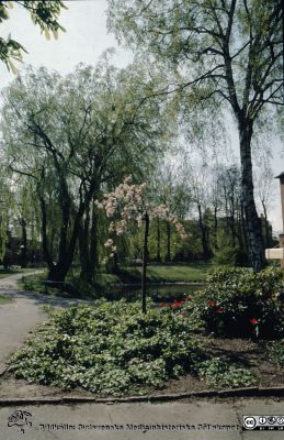 Parken och ankdammen söder om Ögonkliniken en tidig vårdag
Ur låda med blandade diabilder från sjukhusfotograferna i Lund, 1970-, 1980- och 1990-talen. Omärkt bild. Vy mot söder över park och ankdamm söder om Ögonkliniken, tidig vår. Reumatologiska klinikens badbassäng skymtar i bildens högra kant. Universitetsbiblioteket anas i bakgrunden mellan träden.
Nyckelord: Lasarettet;Lund;Universitetssjukhuset;USiL;Park;Ögon