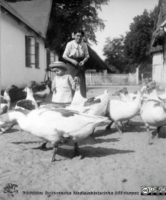 Kvinna med barn på lantgård med gåsaflock
Bild 069-1 i husmor Anna Landelius (1880-1964) efterlämnade fotoalbum. Ingrid Frennhoff (f. 1944) hade övertagit detta album efter sin morfar som i sin tur tagit hand om det efter sin syster husmor Anna på Lasarettet i Lund. Detta album är en gåva från Ingrid Frennhoff till Sydsvenska Medicinhistoriska Sällskapet nyåret 2020.

Rimligen på Anna Landelius fädernehem Jakobslund i Ljungsbro.
Nyckelord: Barn;Gåsaflock;Gäss;Lantgård