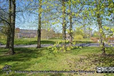 Parken vid Lunds Tekniska Högskola en vårdag i knoppningstid 2020-04-26. 
Foto Berndt Ehinger.
Nyckelord: Lunds Tekniska Högskola;Lunds universitet;Parkmar;Vårsol;Knoppningstid