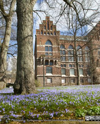 Himlen tycks ha ramlat ned på parkens gräs framför UB i Lund
Universitetsbiblioteket i Lund med parkens gräsplan tätt fylld av blå vårstjärnor 2021-04-10.
Nyckelord: Bibliotek;Lunds universitet;vårblommor;vårstjärnor