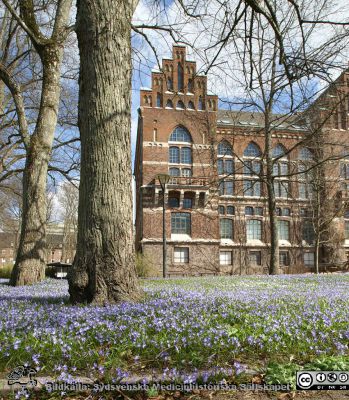 Himlen tycks ha ramlat ned på parkens gräs framför UB i Lund
Universitetsbiblioteket i Lund med parkens gräsplan tätt fylld av blå vårstjärnor 2021-04-10.
Nyckelord: Bibliotek;vårblommor;vårstjärnor;Lunds universitet;Park;Gräsmatta