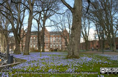Himlen tycks ha ramlat ned på parkens gräs framför UB i Lund
Flödande vårstjärnor i parken vid universitetsbiblioteket i Lund.
Nyckelord: Universitetsbiblioteket;Park;Vårblommor