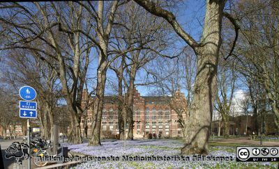 Parken framför UB i Lund med ett blått hav av vårstjärnor i gräsmattan
Foto från Allhelgona Kyrkogata där den blir Biskopsgatan.
Nyckelord: Universitetsbibliotek;Park;Vårstjärnor