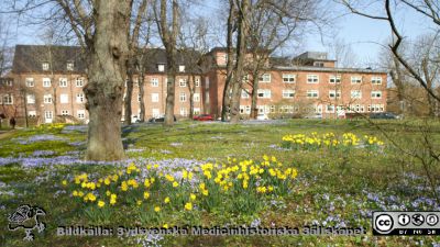 Vår i Lund vid universitetsbiblioteket
Blå vårstjärnor tävlar med gula narcisser om utrymmet i parken på Helgonabacken mellan UB och Universitetssjukuset i Lund.
Nyckelord: Universitetsbiblioteket;UB;Lunds universitet;Vårfröjd;Vårblommor;USiL;Universitetssjukhuset