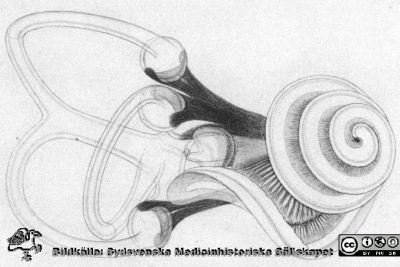 Hinnlabyrinten tecknad av G. Retzius
G. Retzius egen teckning av hinnlabyrinten, människans hörselorgan. Det ligger väl skyddat inne i klippbenet innanför ytterörat. Ingick i en medicinhistorisk utställning om hörsel och hörapparater på Livets Museum i Lund 2013. Text i bilden: (obs den fint punkterade ovala ringen å figurens midt, angifvande läget af en öppning - "ovala fönstret" - i den borttagna örats benkapsel) Rit. af G. Retzius. Oklar bildkälla. Kulturen i Lund?.
