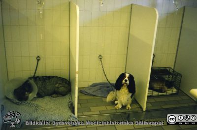 Ortopediska kliniken i Lund 1992 Studebesök på Djursjukhuset i Helsingborg. Interiör därifrån.
Från ortoped klin album 01, Lund. Fotograf Berit Jakobsson. 1992 Studebesök på Djursjukhuset i Helsingborg. Interiör därifrån.
Nyckelord: Lund;Universitetssjukhus;USiL;Kliniker;Ortopedi;Vård;Djursjukhus;Studiebesök