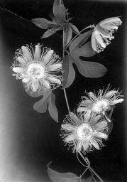 Filnamn=BE1912223-020Copp.jpg
Filstorlek=126KiB
Dimensioner=716x1024
Uppladdade datum=25 Dec 2019 BE1912223-020Copp.jpg