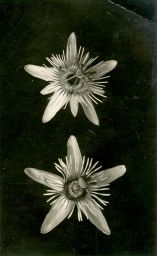 Filnamn=BE1912223-021Copp.jpg
Filstorlek=113KiB
Dimensioner=631x1024
Uppladdade datum=25 Dec 2019 BE1912223-021Copp.jpg